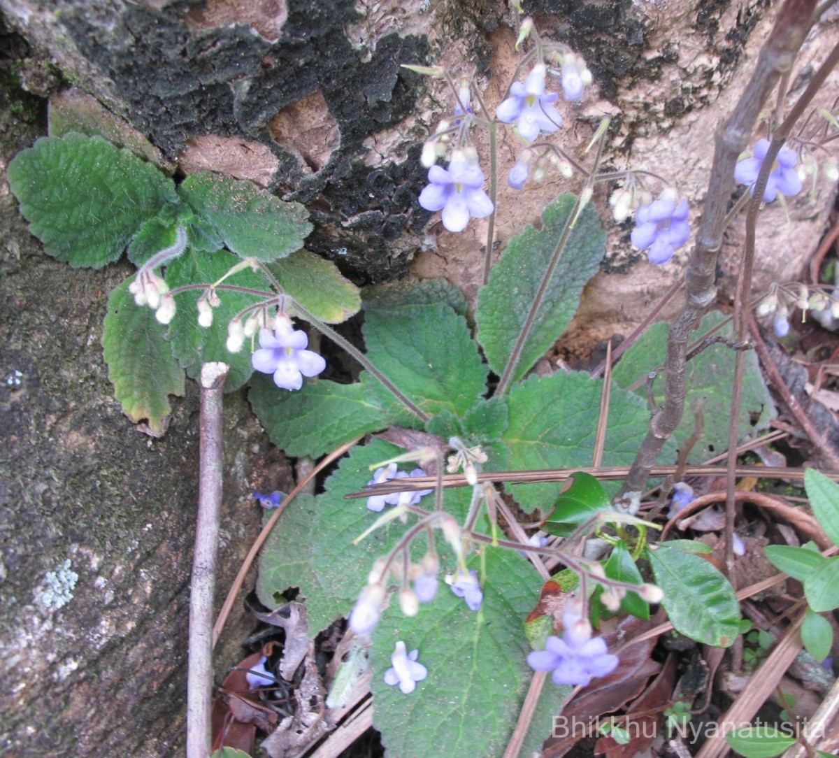 Henckelia humboldtiana (Gardner) A.Weber & B.L.Burtt